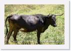 bull * 800 x 545 * (136KB)