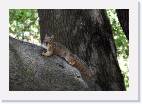 squirrel * 800 x 547 * (89KB)
