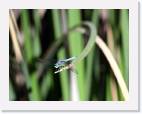 dragonfly * 800 x 615 * (30KB)