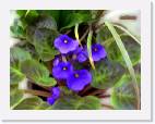 violets * 800 x 618 * (68KB)