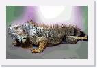 iguana * 800 x 521 * (77KB)