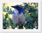 blue_bird * 800 x 607 * (72KB)