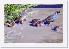 quail * 800 x 538 * (58KB)