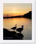 sunset_geese * 626 x 800 * (51KB)